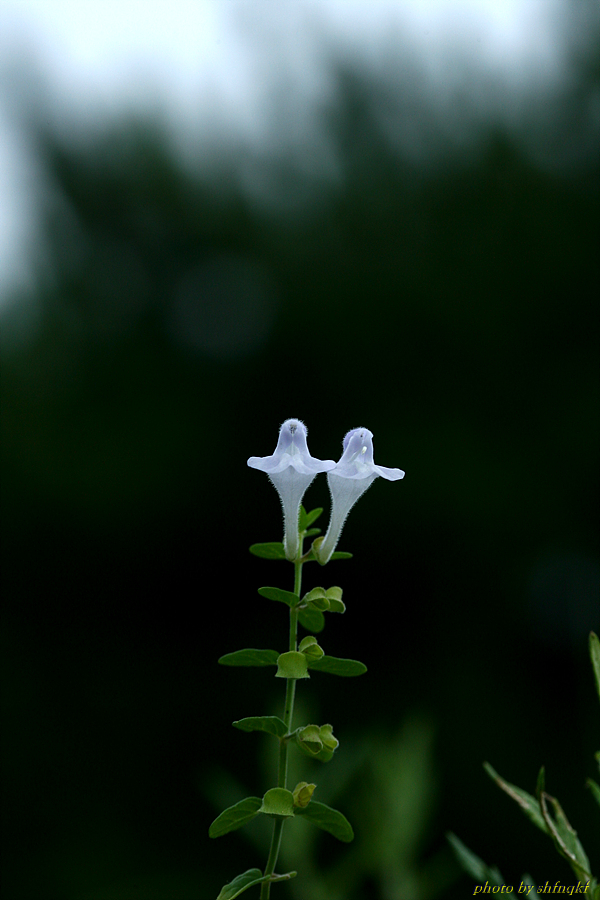 참골무꽃[석병산]0806 (9).jpg
