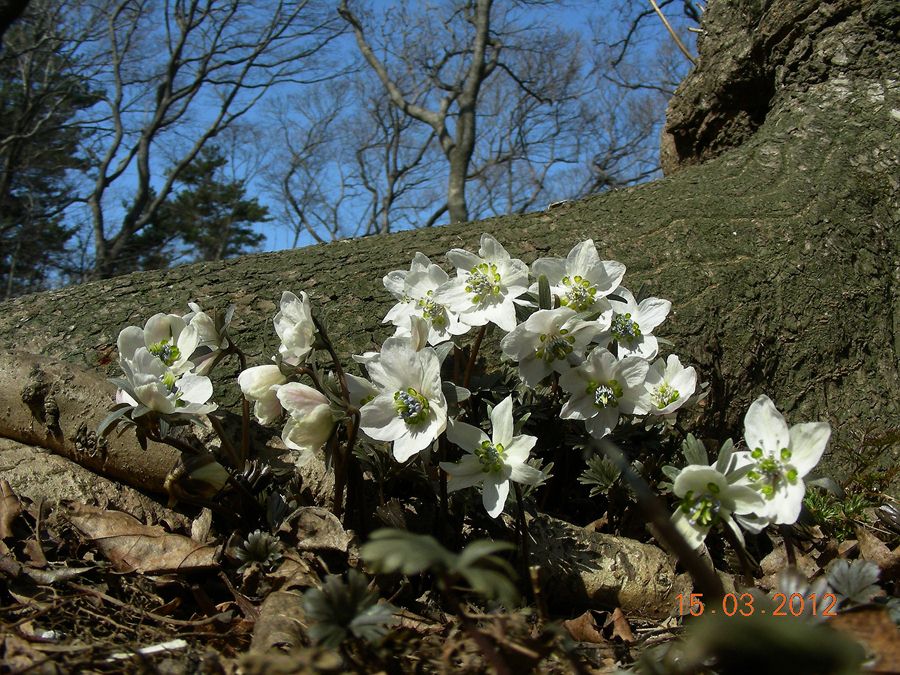 DSCN3350.jpg