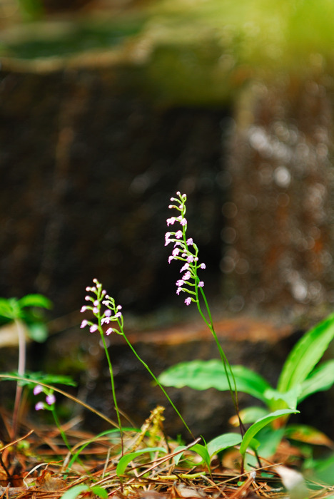 DSC_8700-1.jpg