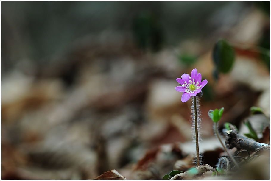 변산바람꽃 275.jpg