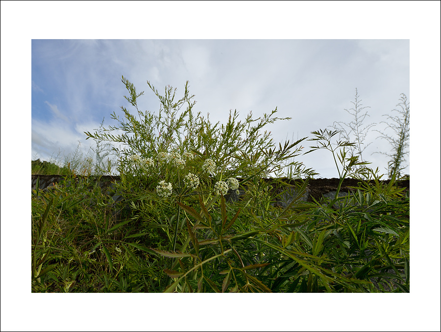 DSC_6626.jpg