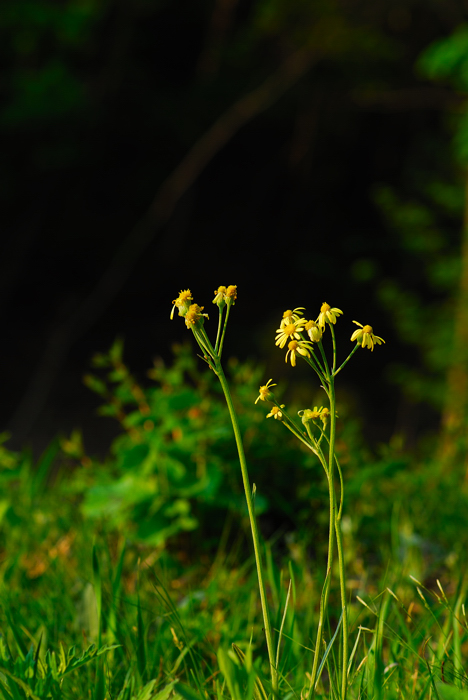 DSC_1431-1.jpg
