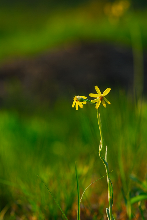 DSC_1433-1.jpg
