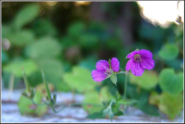 F_3-이질풀4097.jpg