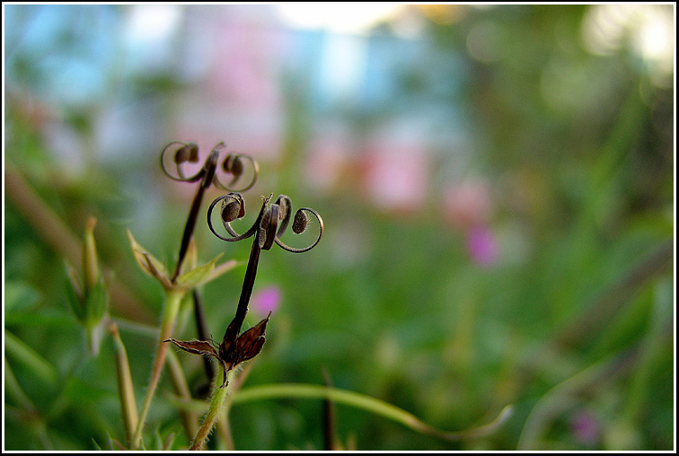 F_3-이질풀4092.jpg