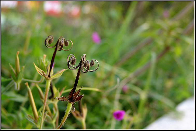 F_3-이질풀4094.jpg
