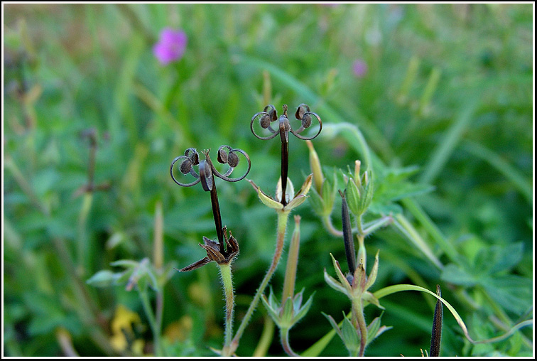 F_3-이질풀4093.jpg