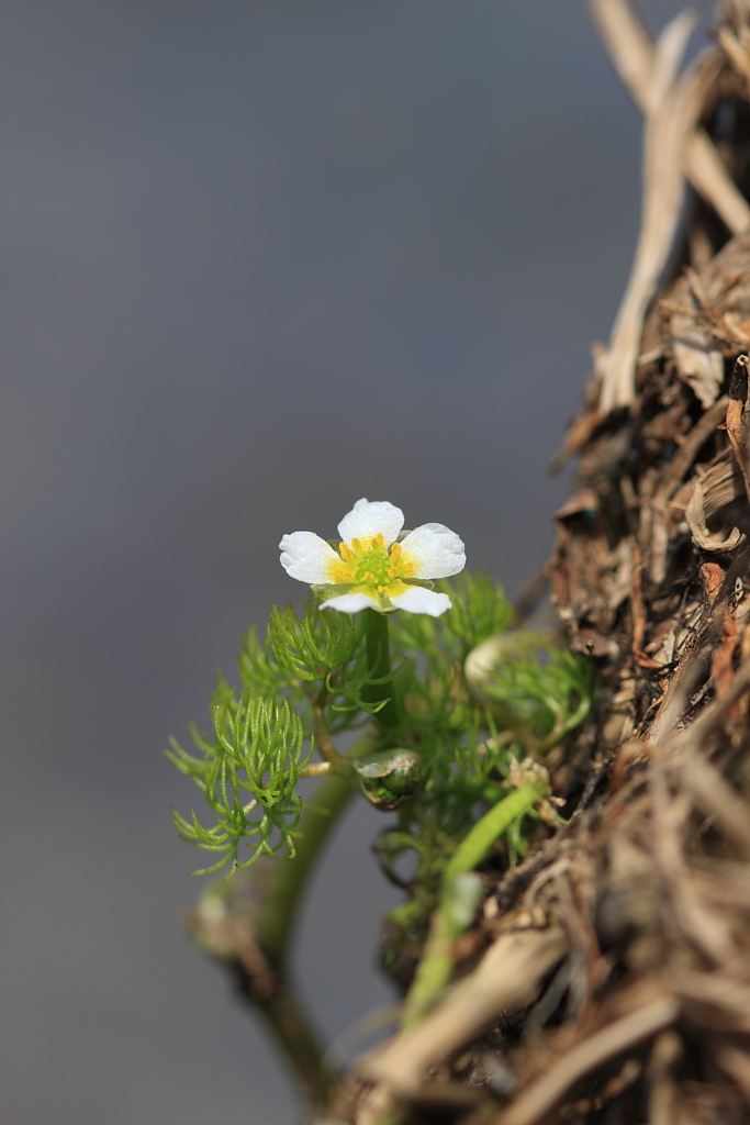 20100430_025.JPG