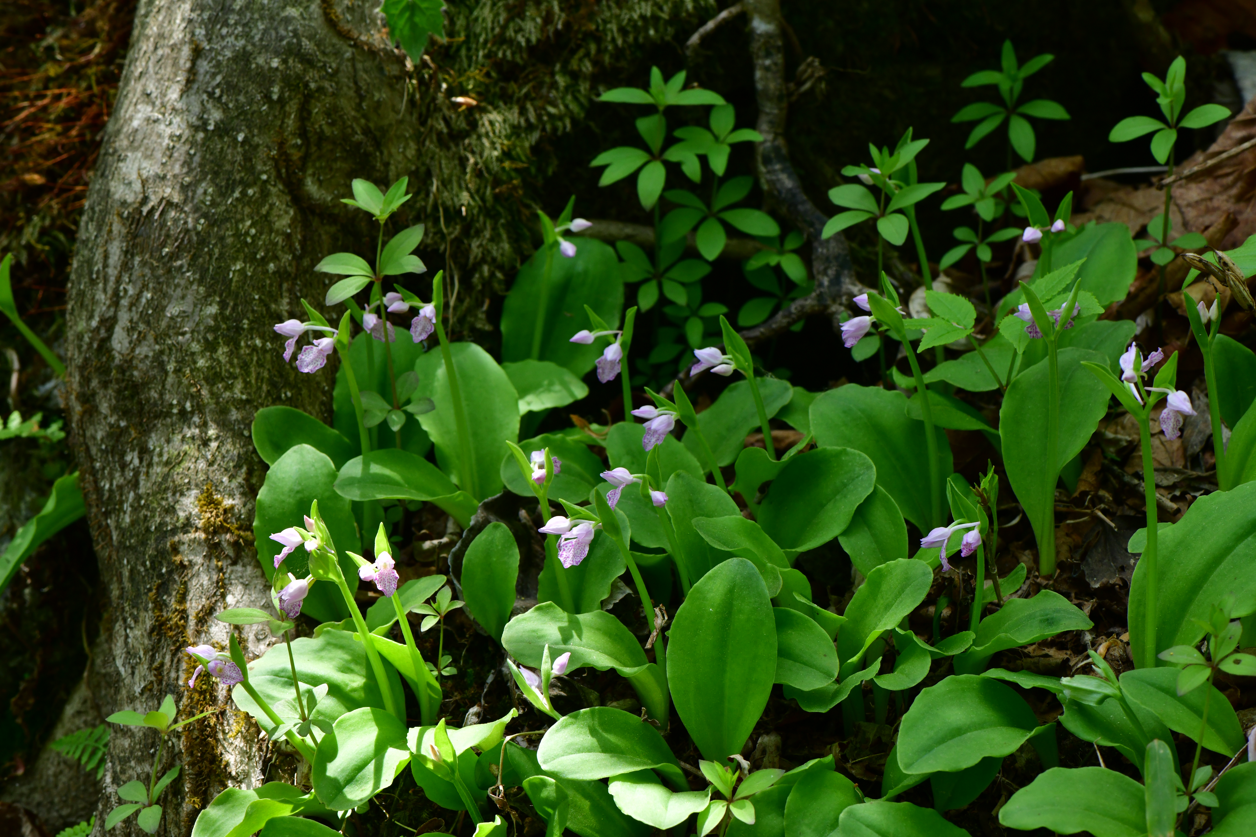DSC_6714.JPG