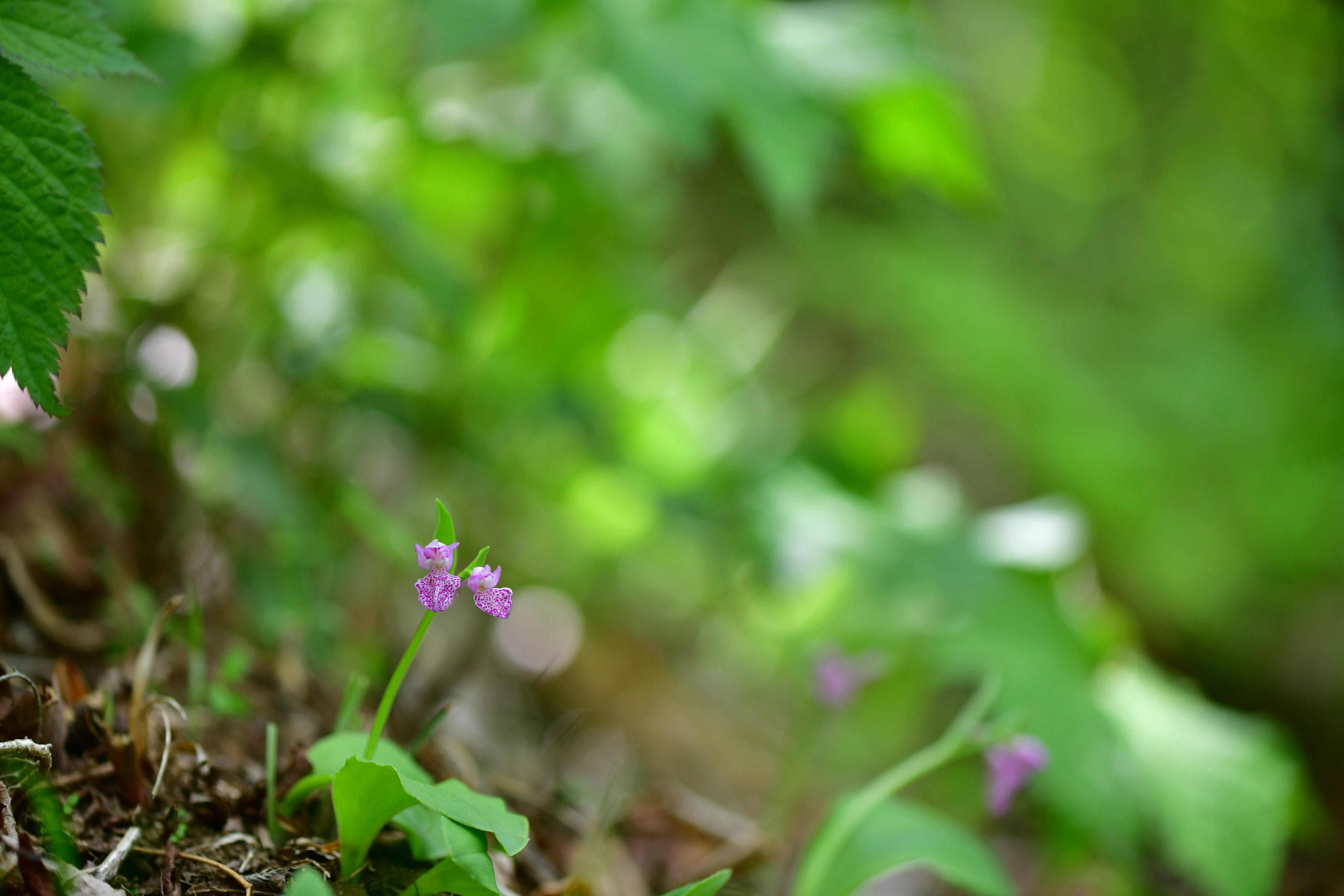 DSC_6879.JPG