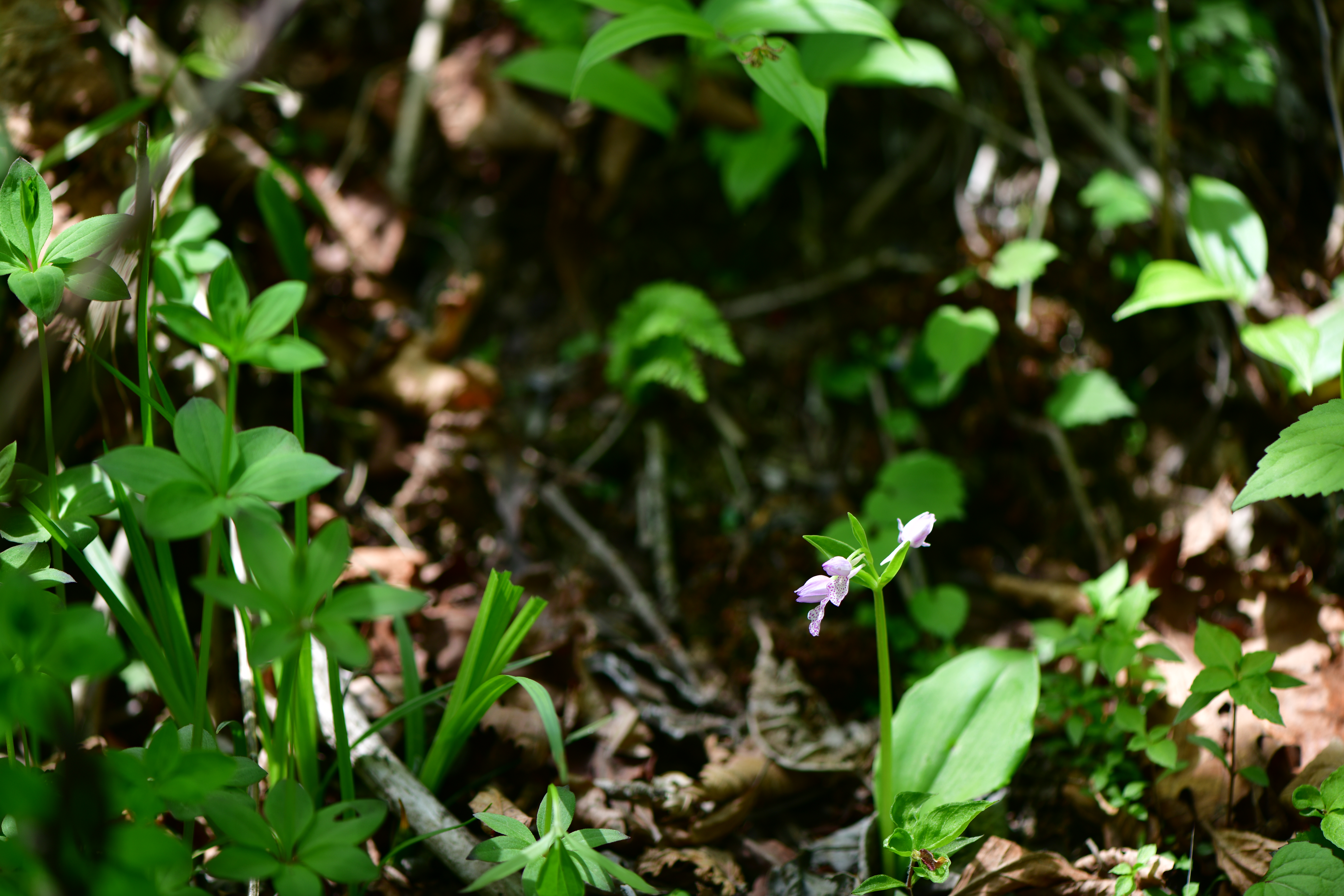 DSC_6726.JPG