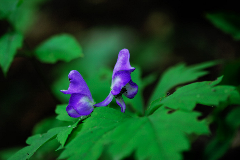DSC_0224-1.jpg