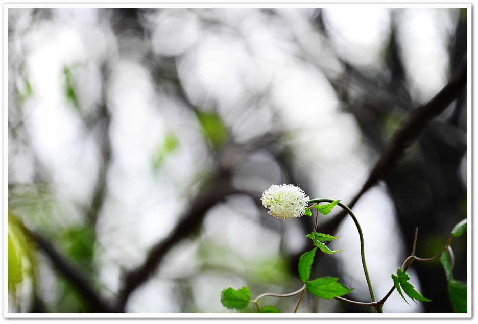DSC_9626-1.jpg