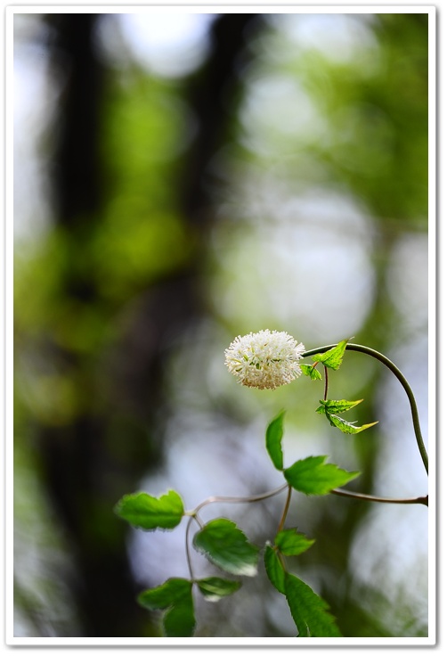 DSC_9629-1.jpg