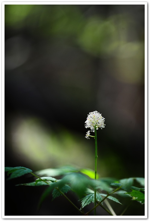 DSC_9644-1.jpg