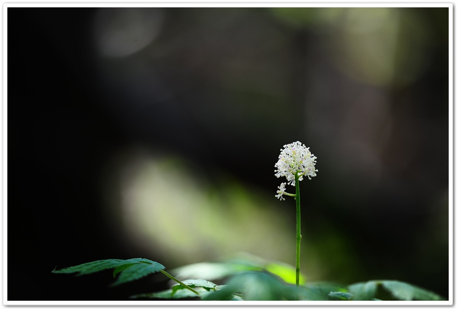 DSC_9646-1.jpg