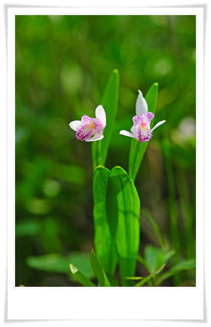 DSC_7046-1.jpg