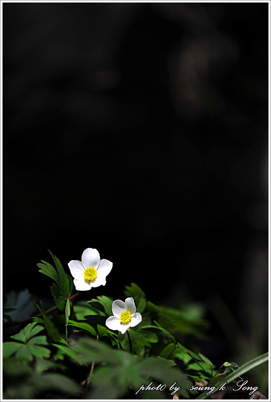DSC_2342.jpg