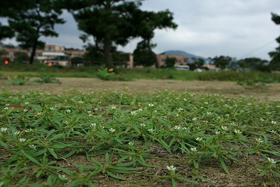 큰석류풀[서산]0915 (14).jpg