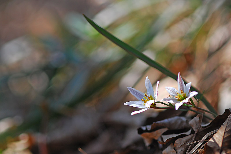 DSC_0651-1.jpg