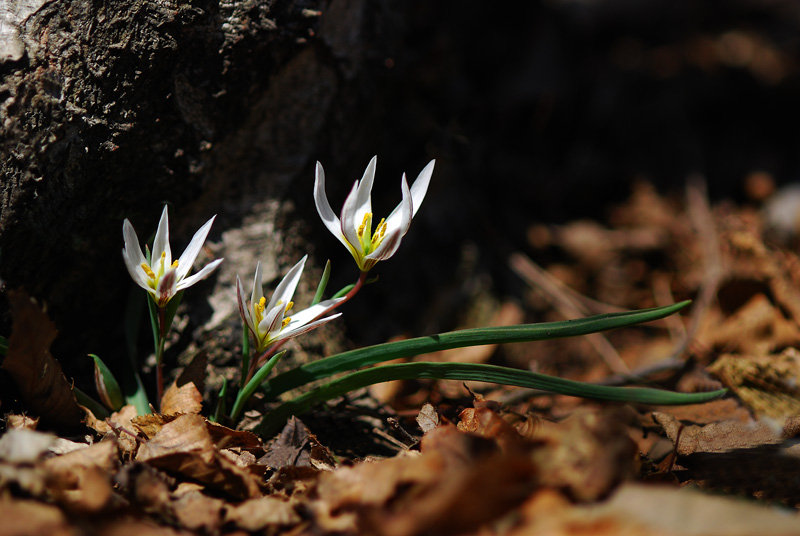 DSC_0763-1.jpg
