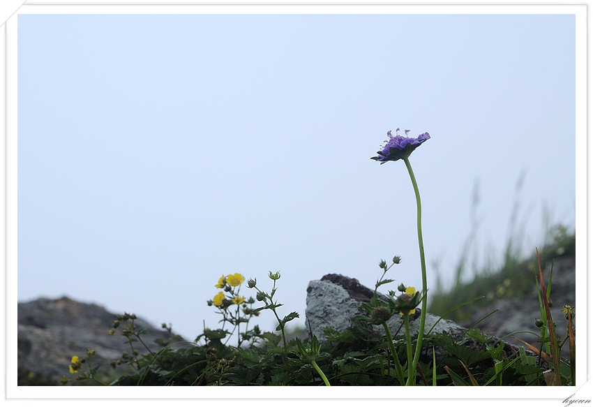 구름체꽃_8788.jpg