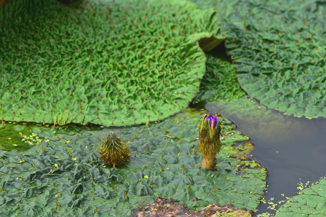DSC_5087.JPG