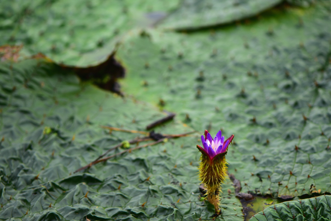 DSC_5036.JPG
