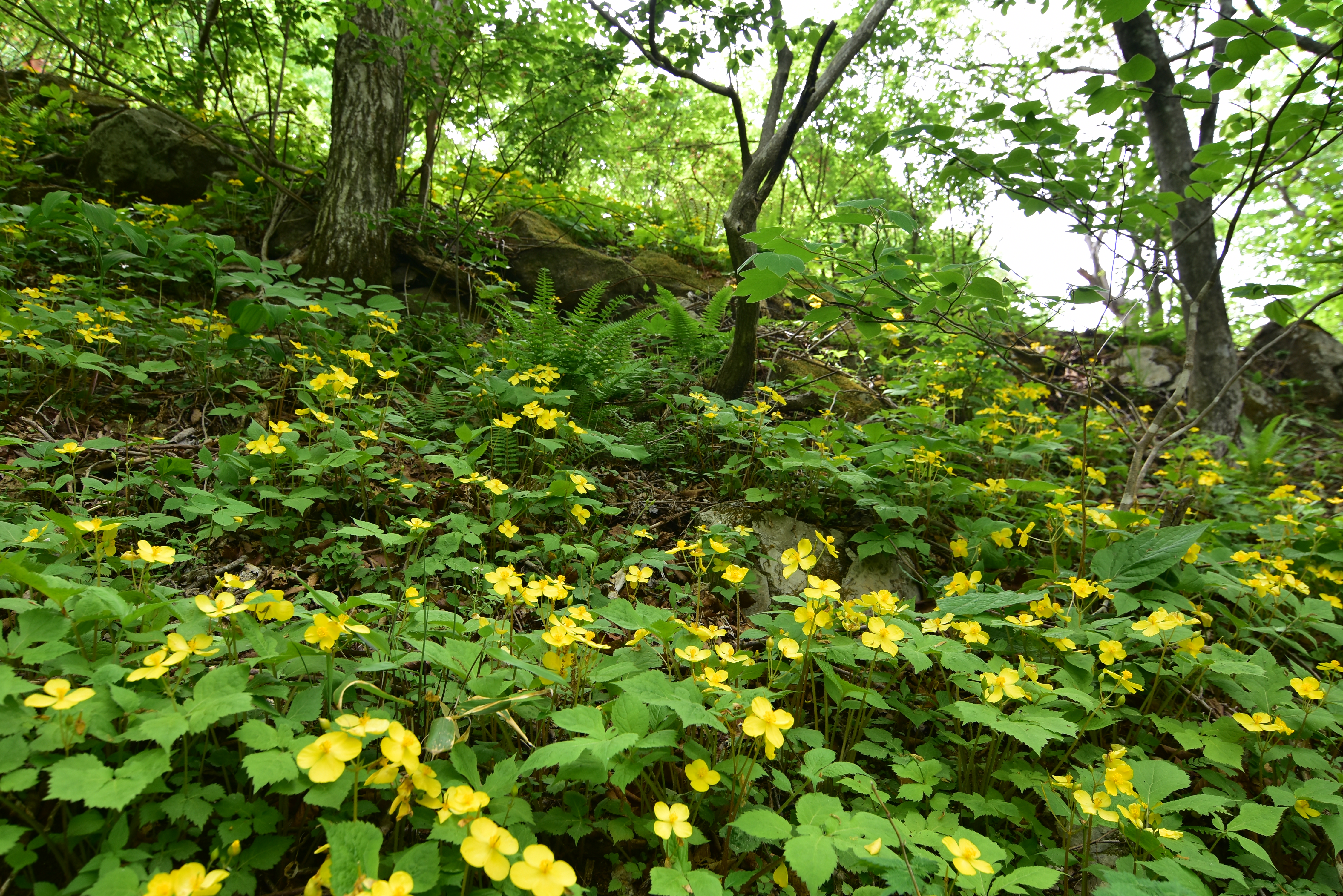 DSC_1295.JPG