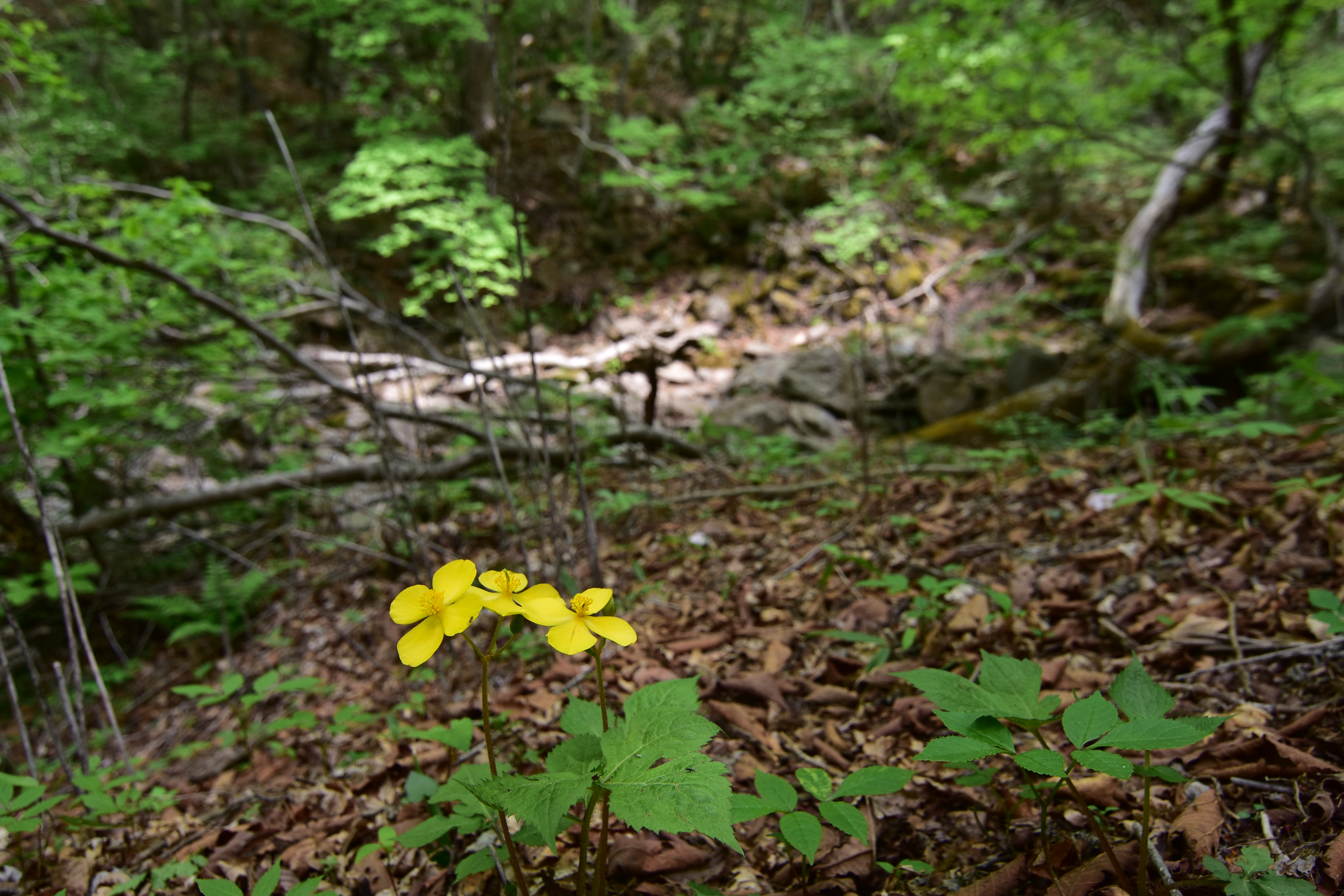 DSC_1311.JPG