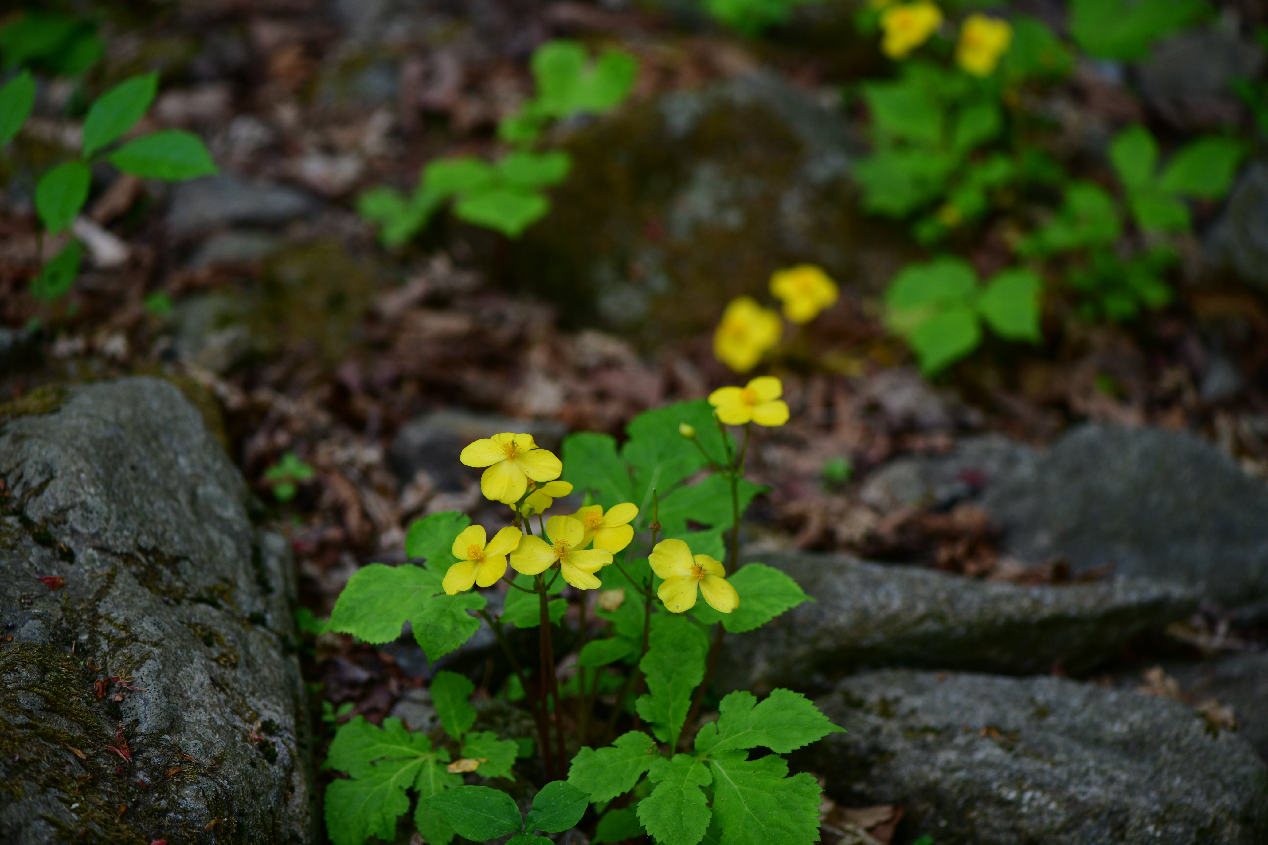 DSC_7103.JPG
