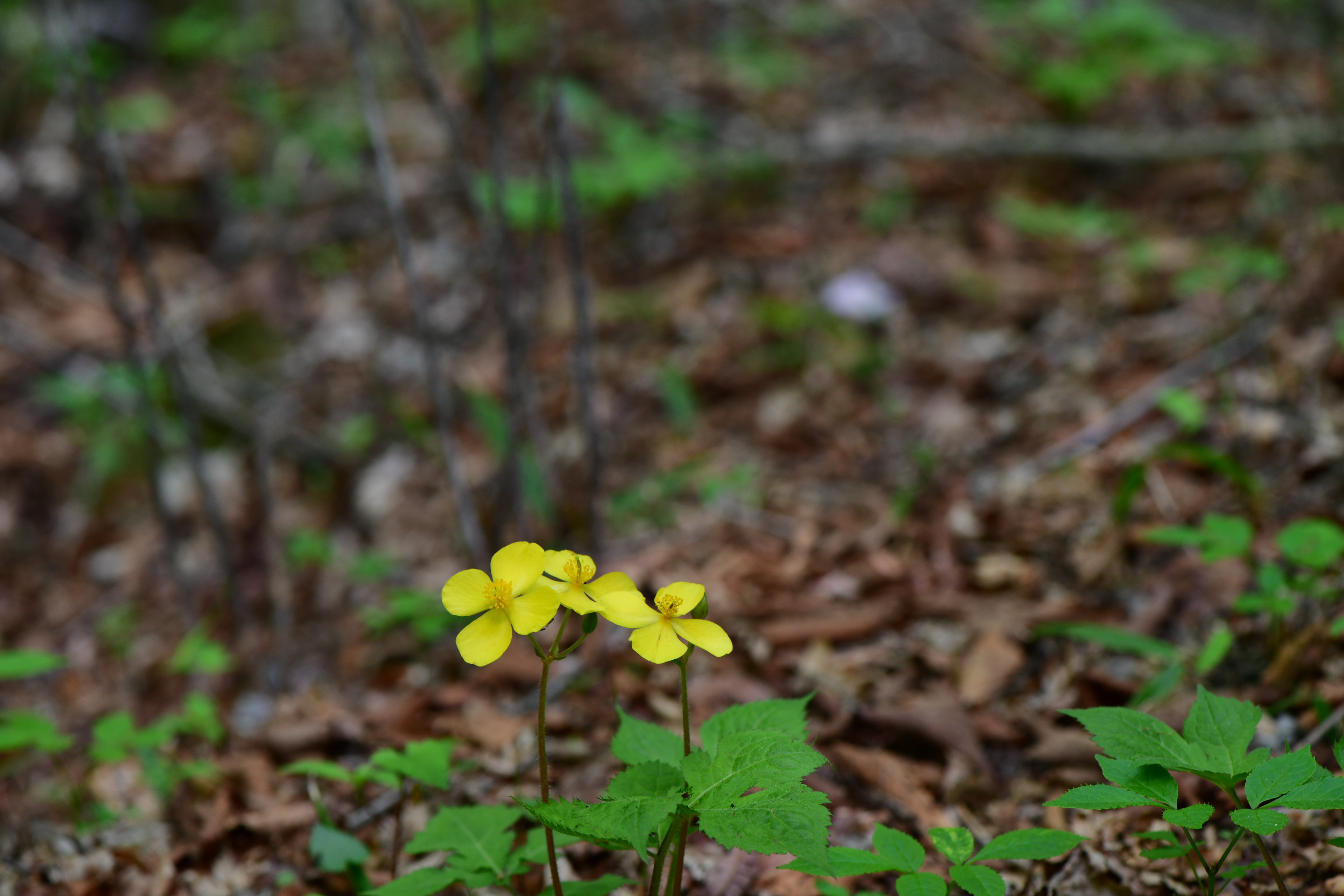 DSC_7085.JPG