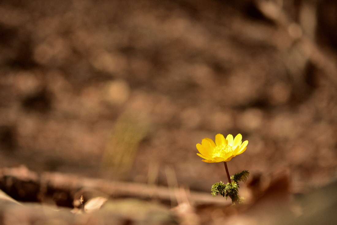 DSC_4043.JPG