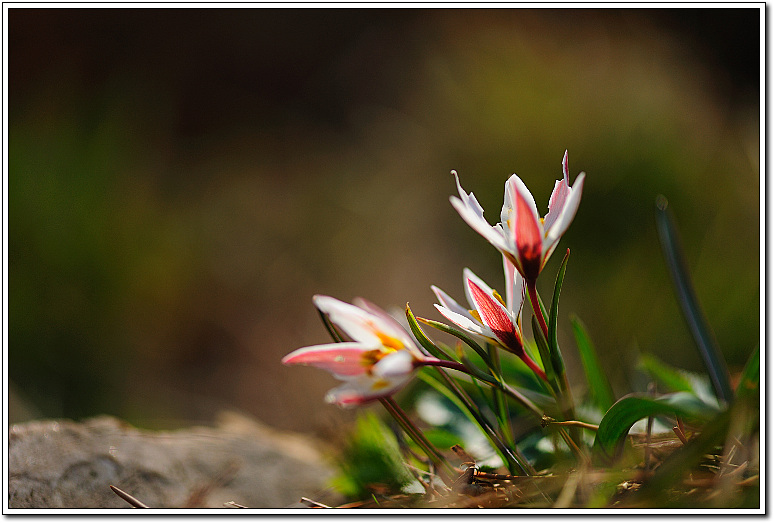 DSC_0411-1.jpg