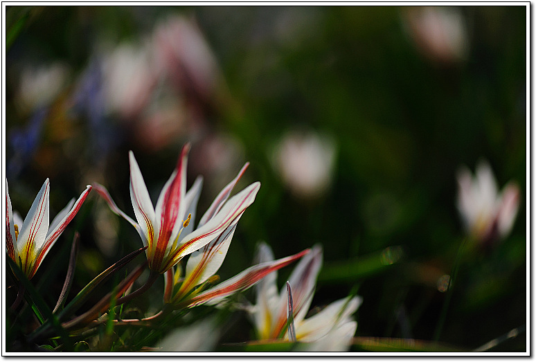 DSC_0600-1.jpg