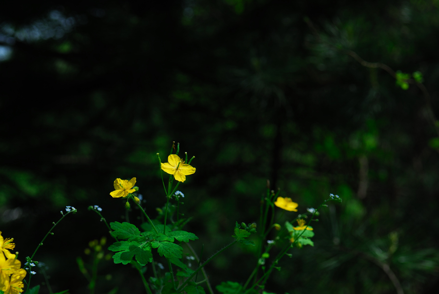 DSC_8952-1.jpg