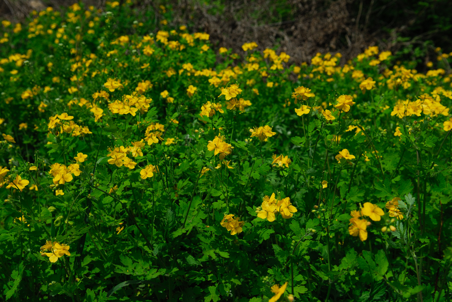 DSC_8950-1.jpg