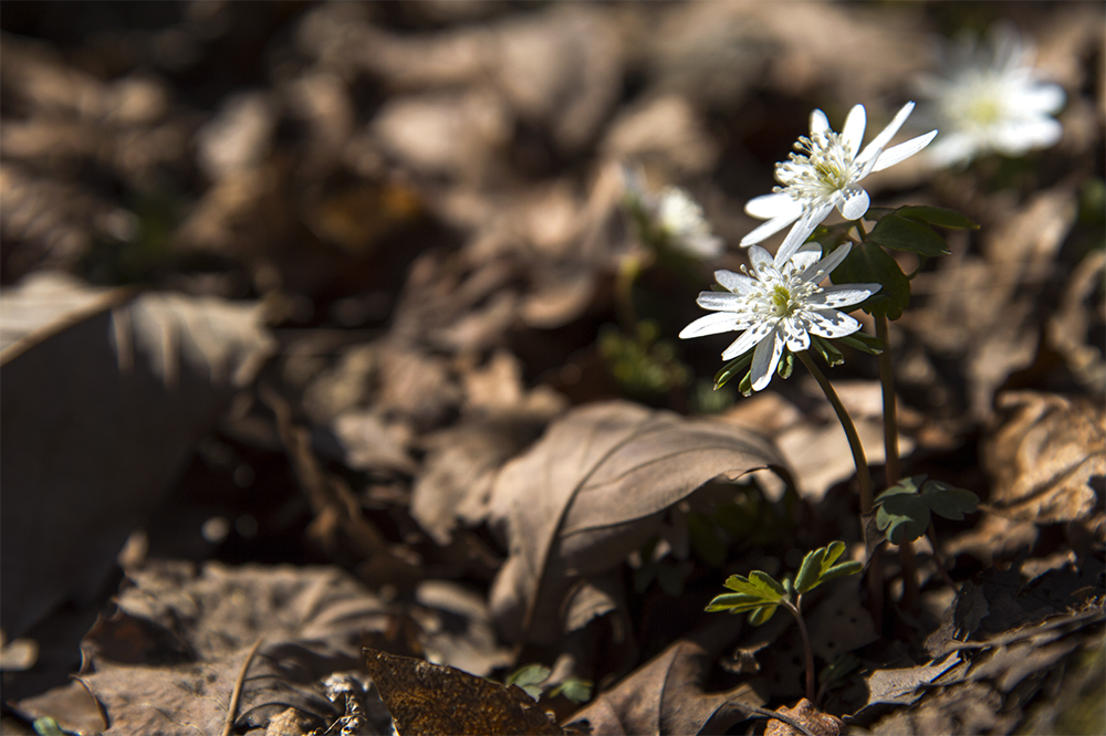 _DSC0673-1-2.jpg