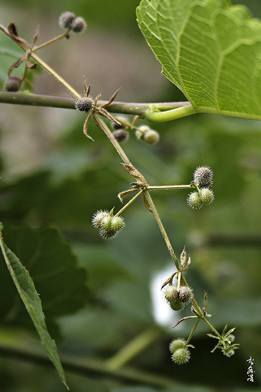 꼭두서니씨방6548.jpg