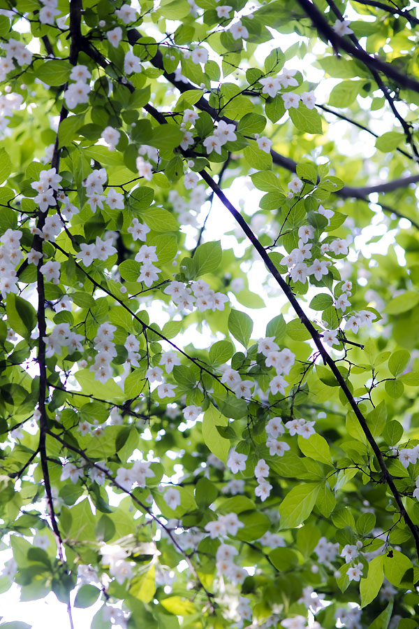 20130531_0017a-1.jpg