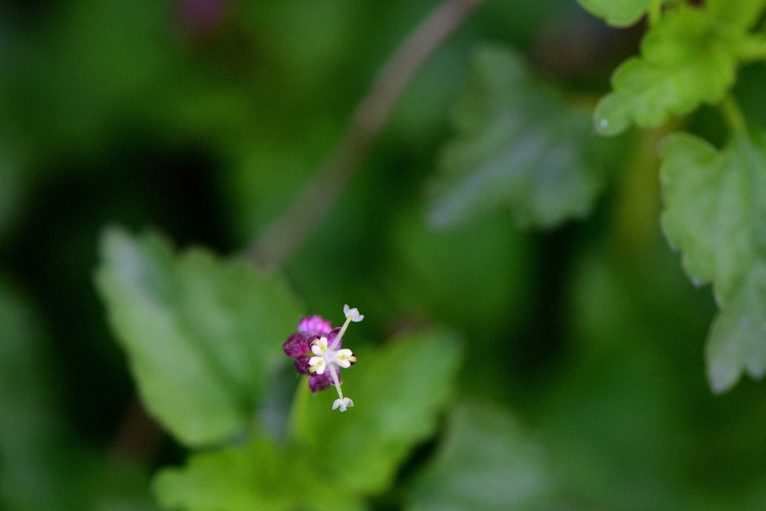 DSC_9645.JPG