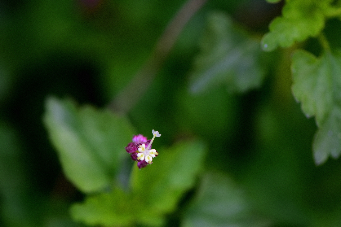 DSC_9642.JPG