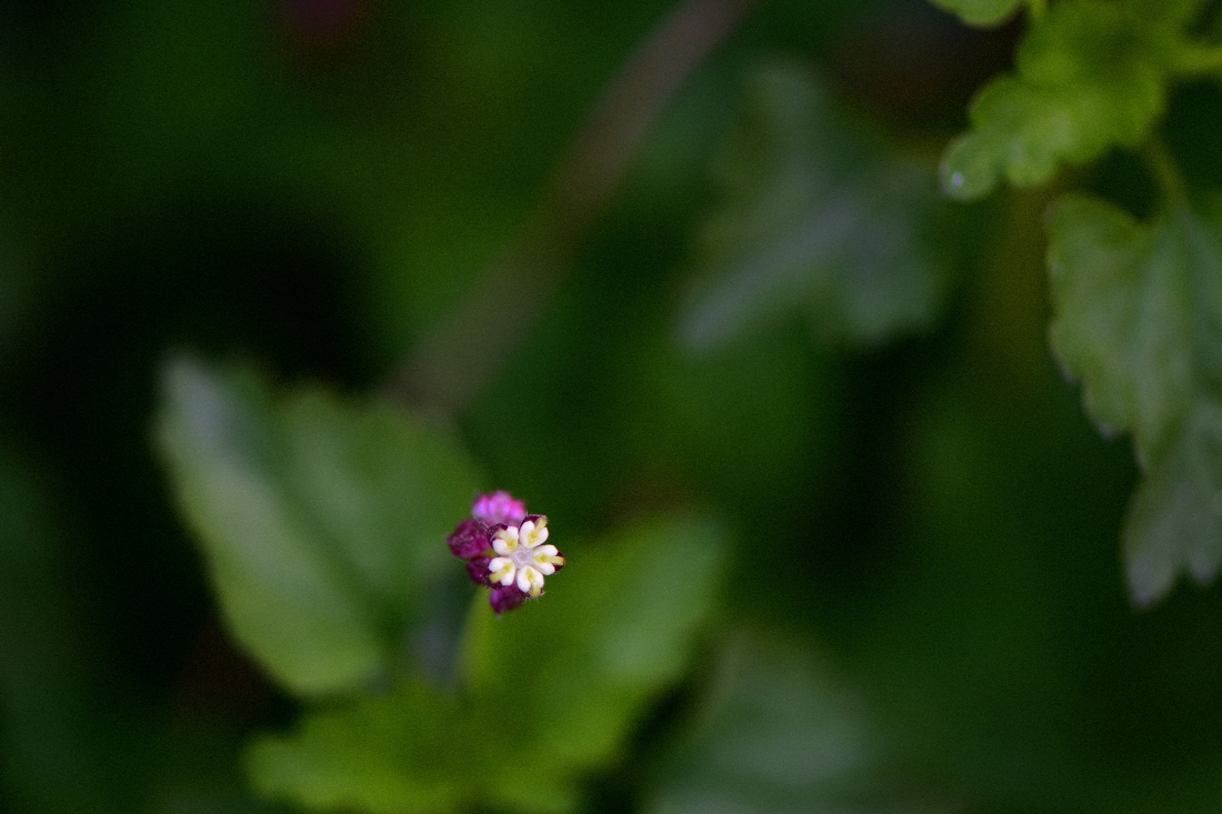 DSC_9640.JPG