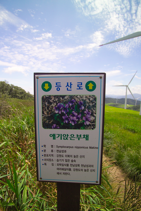 사본 - 등산로(애기앉은부채).jpg