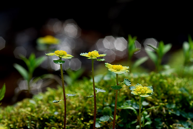 DSC_0282-1.jpg
