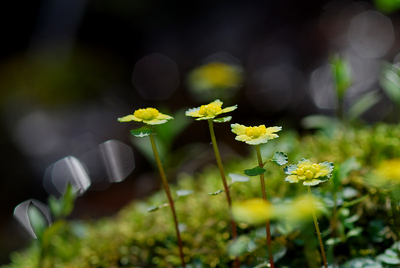 DSC_0278-1.jpg