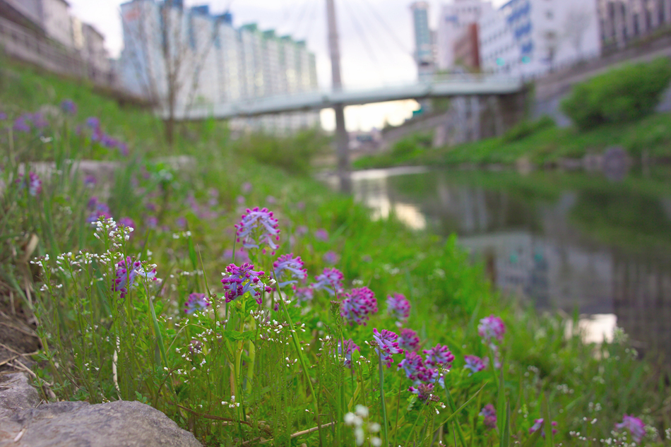 현호색G2K50842.jpg