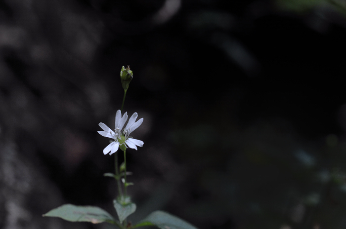 장구채DSC_4893.jpg