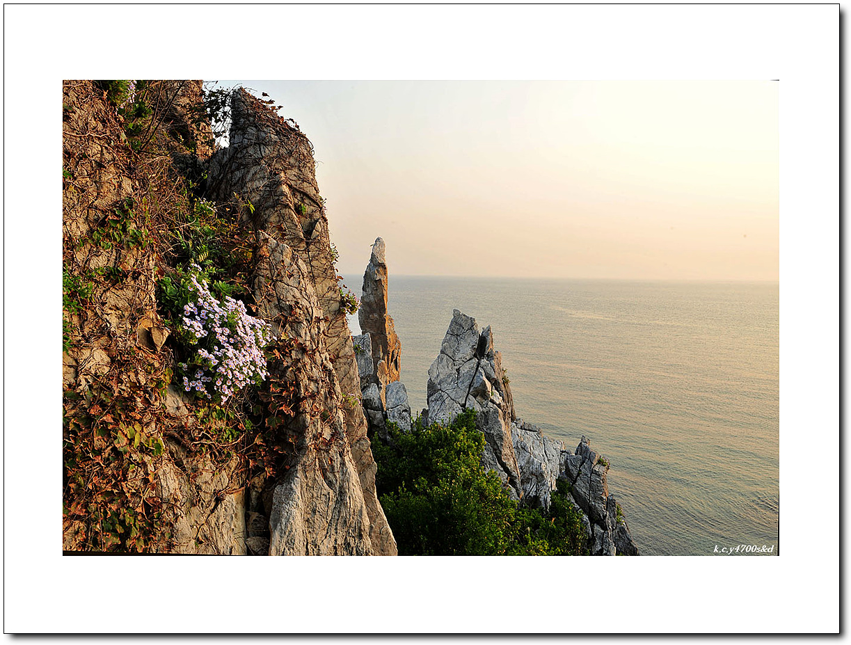 해국 (2).jpg