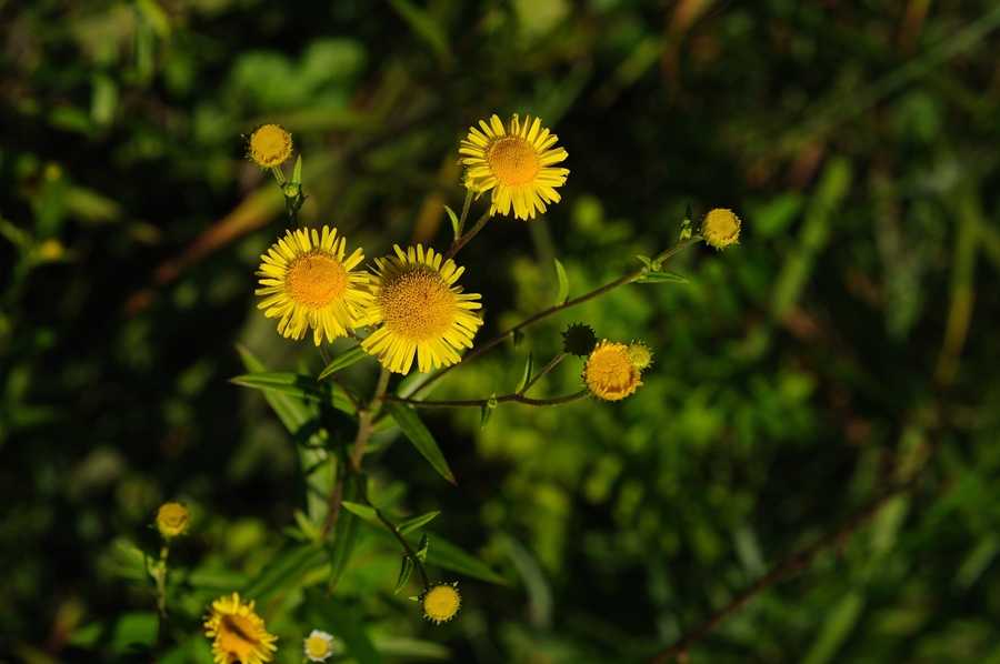DSC_0573.JPG